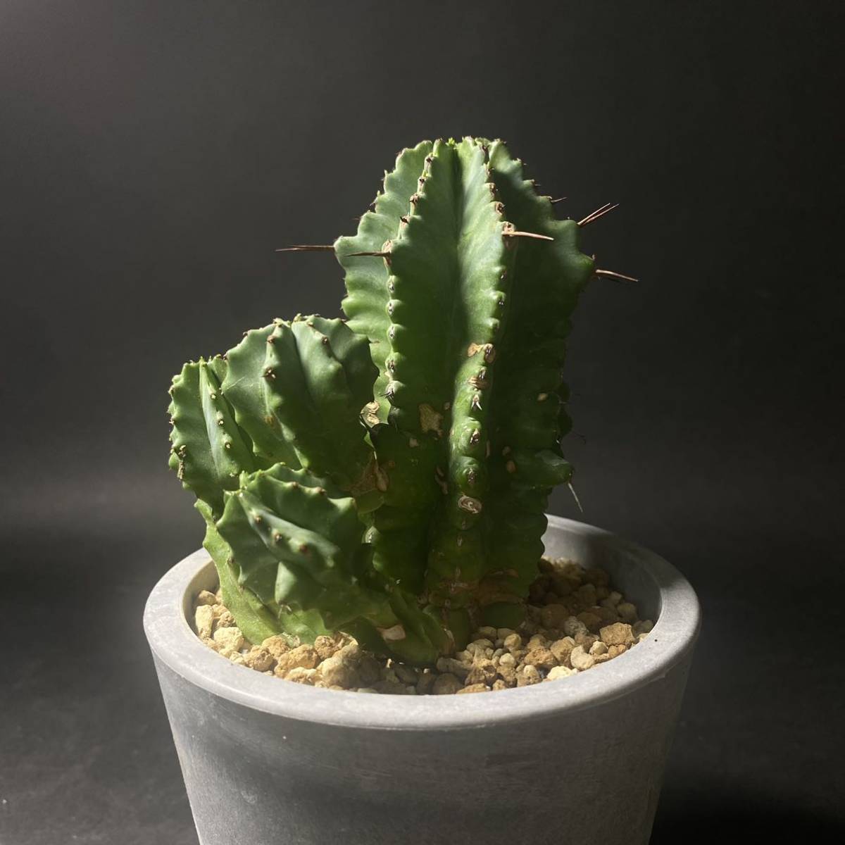 多肉植物 ユーフォルビア属 フルティコーサ B 2号鉢 最大93 Offクーポン 2号鉢