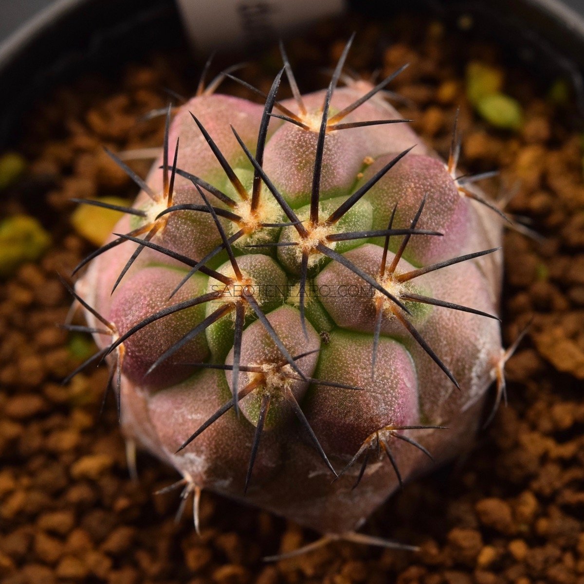 コピアポア デュラ Copiapoa dura 銅鑼丸 サボテン plants MARU