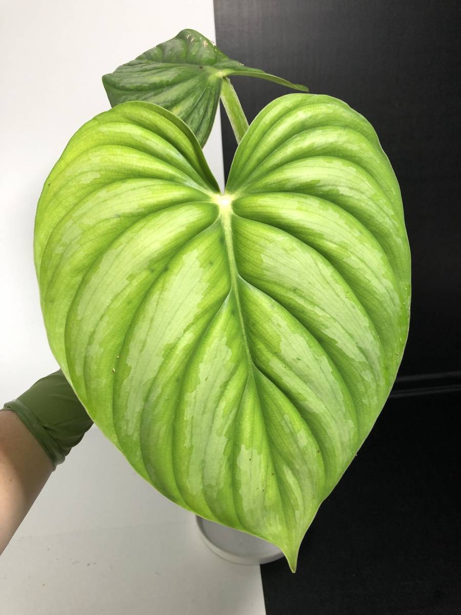 本物保証，限定SALE レア ｜ フィロデンドロン プロウマニー var. シトラス | Philodendron Plowmanii var. Citrus | アンスリウム モンステラ アロカシア(モンステラ)｜売買されたオークション情報、yahooの商品情報をアーカ モンステラ