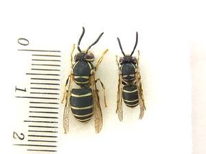 標本 蜂の値段と価格推移は 11件の売買情報を集計した標本 蜂の価格や価値の推移データを公開