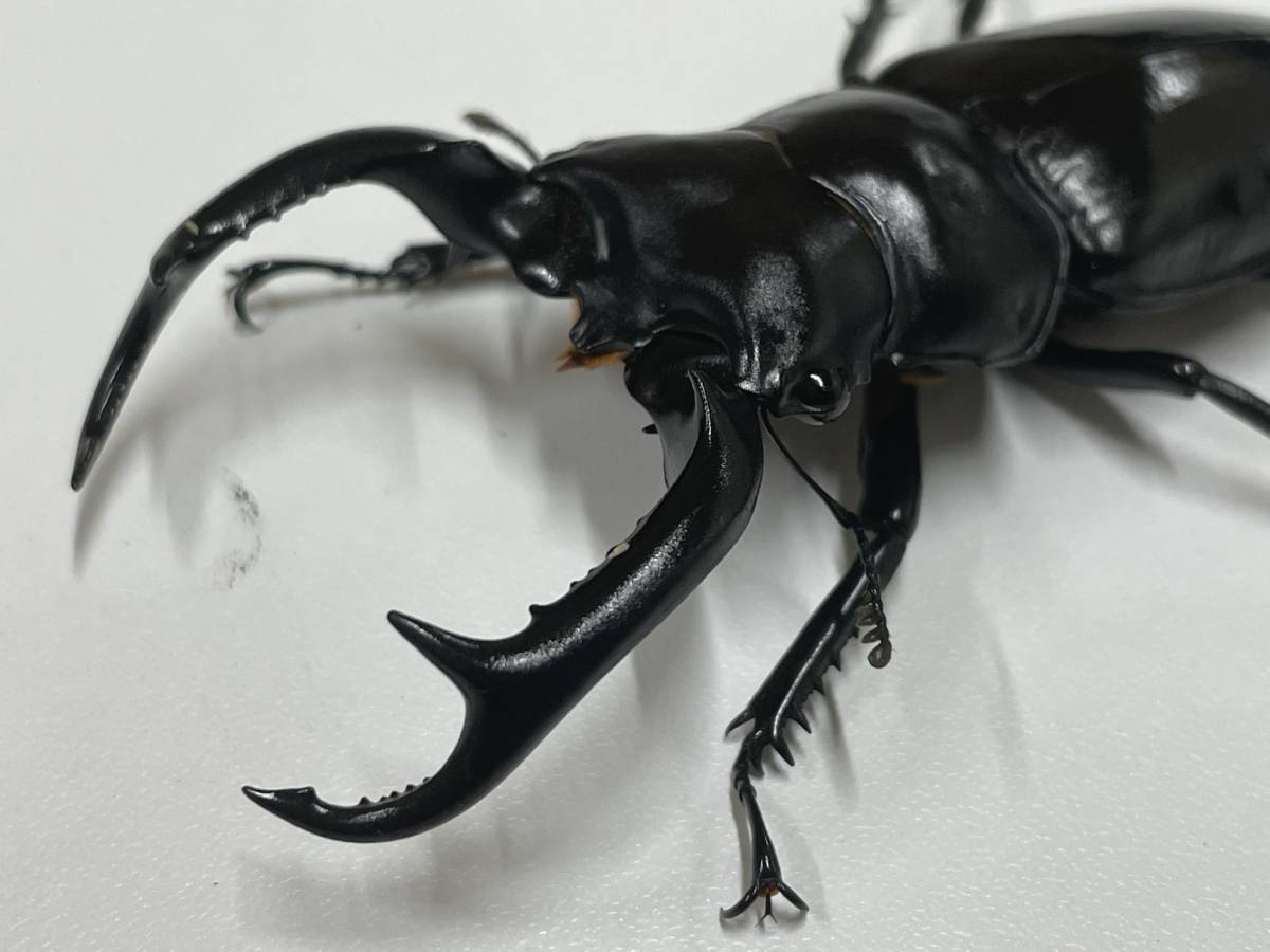 定番 DORCUS FUKUOKA 今夏の目玉 即ブリ ウエストウッディカズミアエ 単♂80.1ｍｍ(外国産)｜売買されたオークション情報、yahooの商品情報をアーカイブ公開 - オークファン 外国産