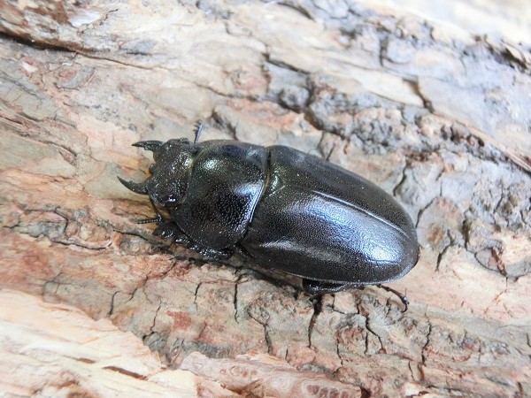 石垣島産 ヤエヤマノコギリ ♂53mm ♀34mm WF5 Yahoo!オークション