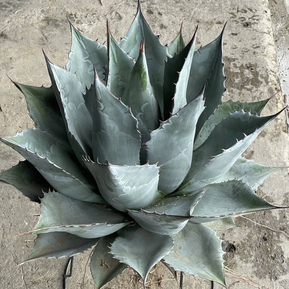 アガベ パラサナ アガベ パラサナ Agave parrasana 20 【公式通販】