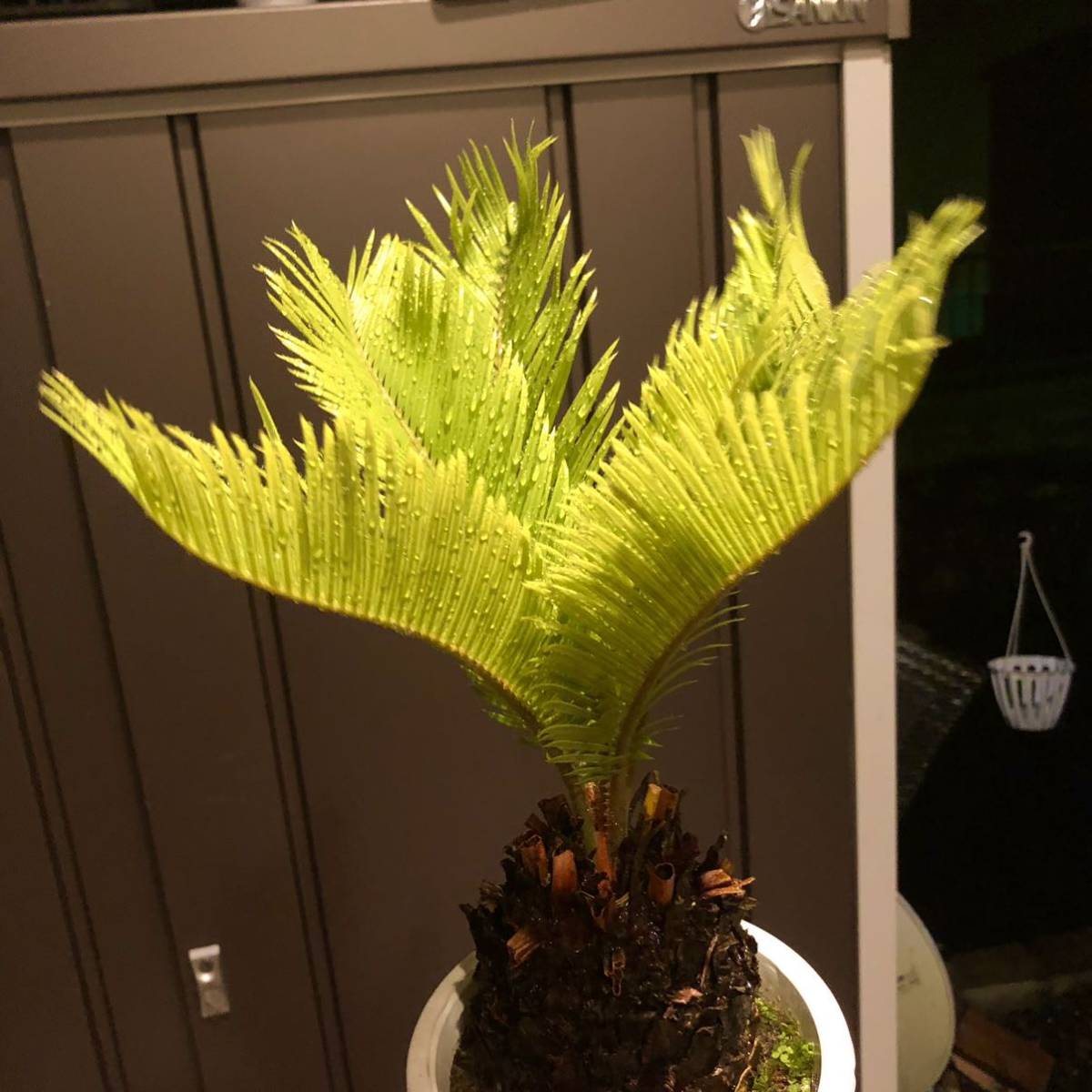 観葉植物☆黄金 ソテツ サイカス レボルタ 黄金蘇鉄 cycas revolvta