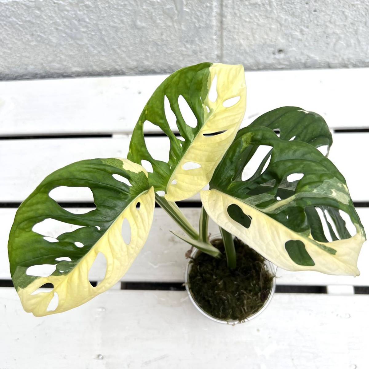 マドカズラ 斑入り マドカズラ斑入り ミントM1 Monstera adansonii Mint モンステラアダンソニー（マドカズラ）( Monstera  Adansonii ) - 私 斑入りマドカズラ（モンステラ アダンソニー） Monster Adansonii