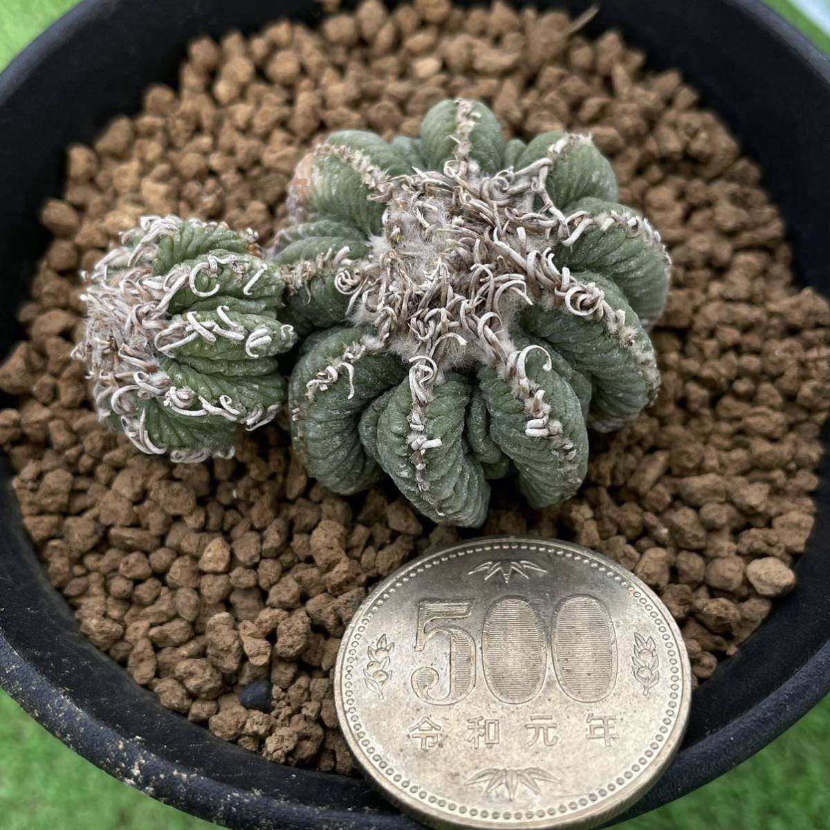 多肉植物 サボテン 花籠 カキ仔 2 Bigboxestudios Com Br 多肉植物 サボテン 花籠 カキ仔 2 Bigboxestudios Com Br