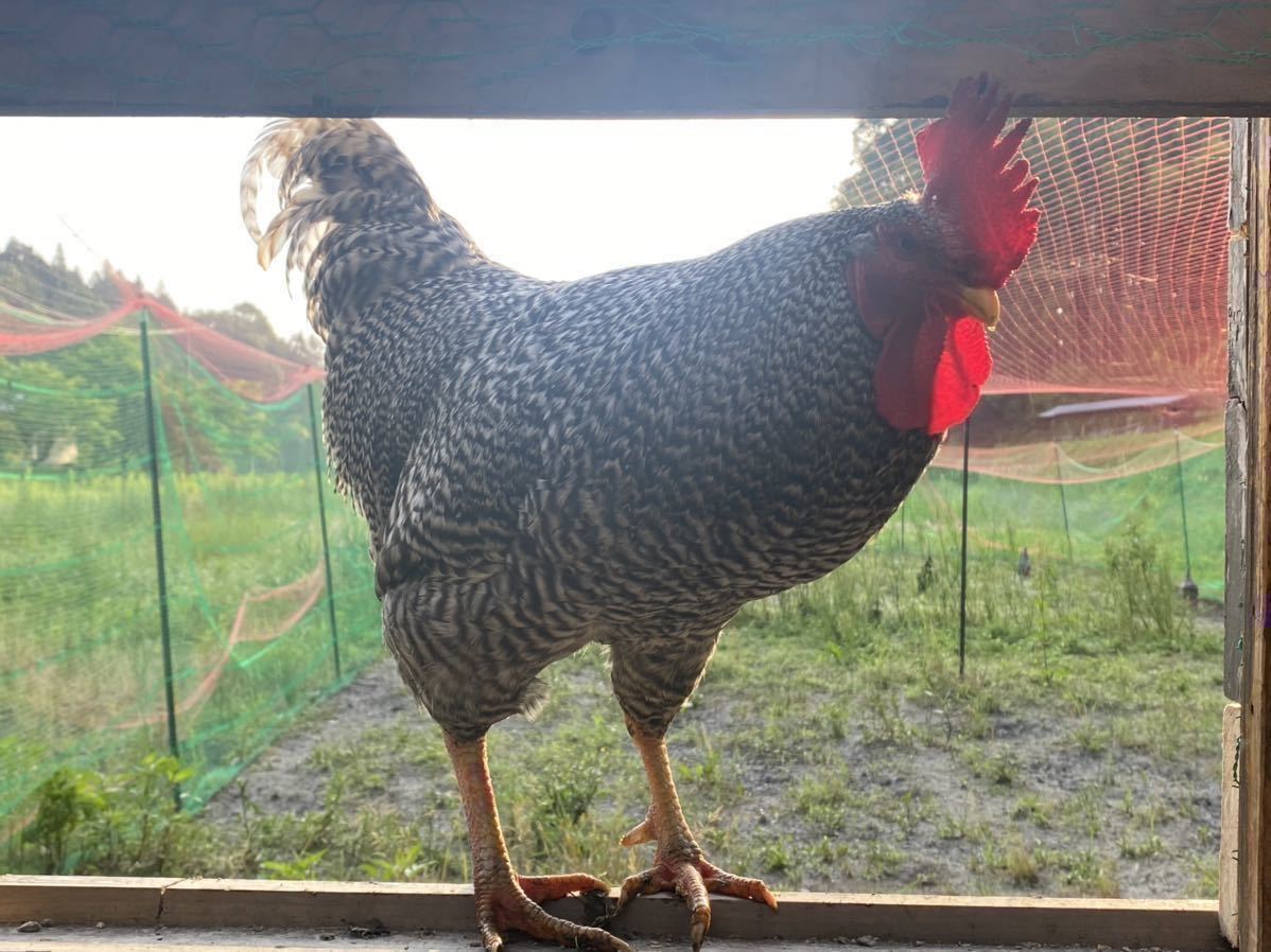 岡崎おうはん放し飼い有精卵20個_1