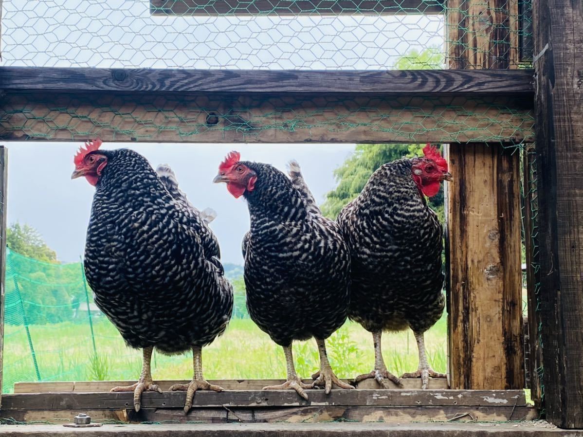 岡崎おうはん放し飼い有精卵20個_2