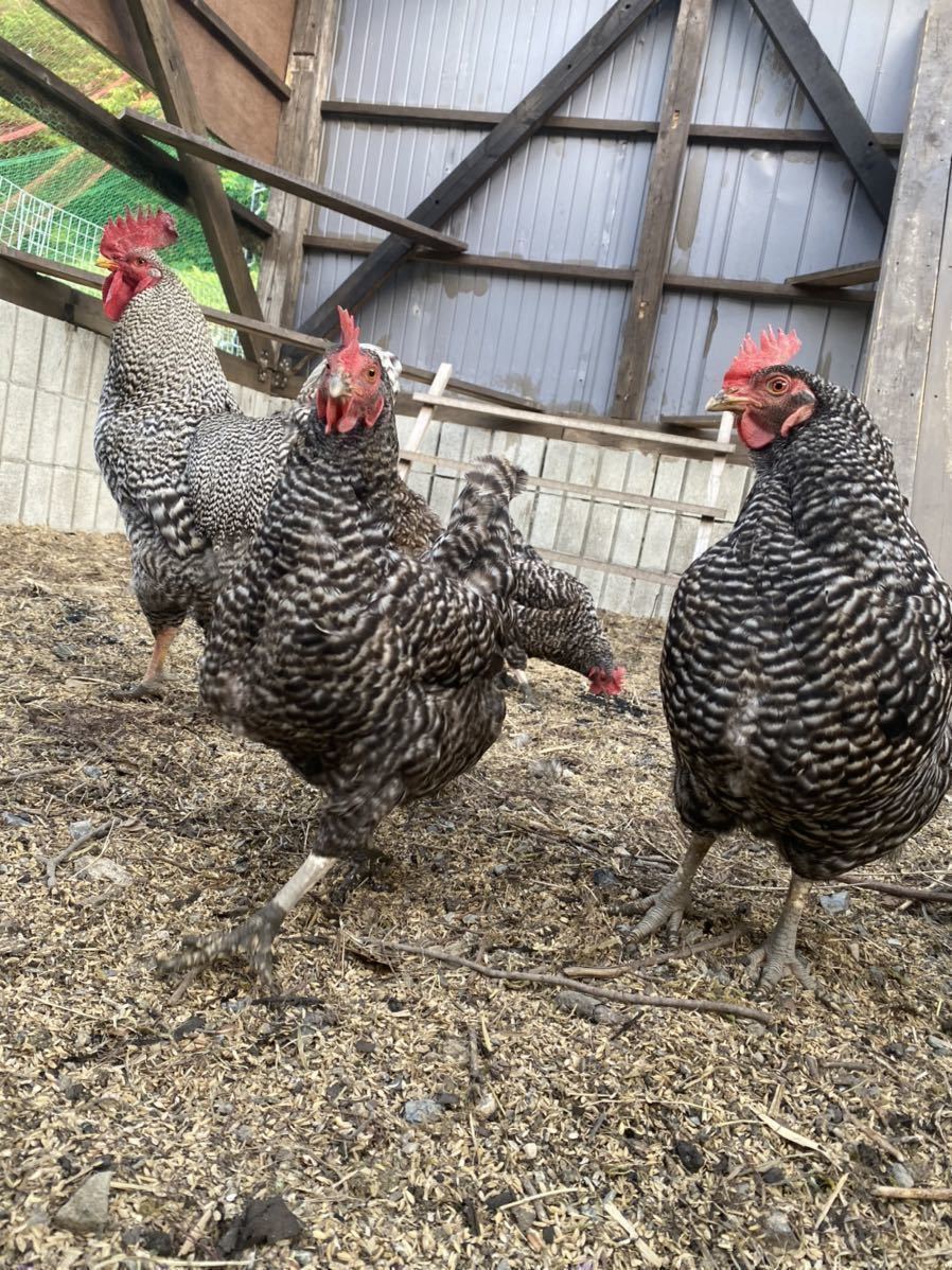 岡崎おうはん放し飼い有精卵20個_3