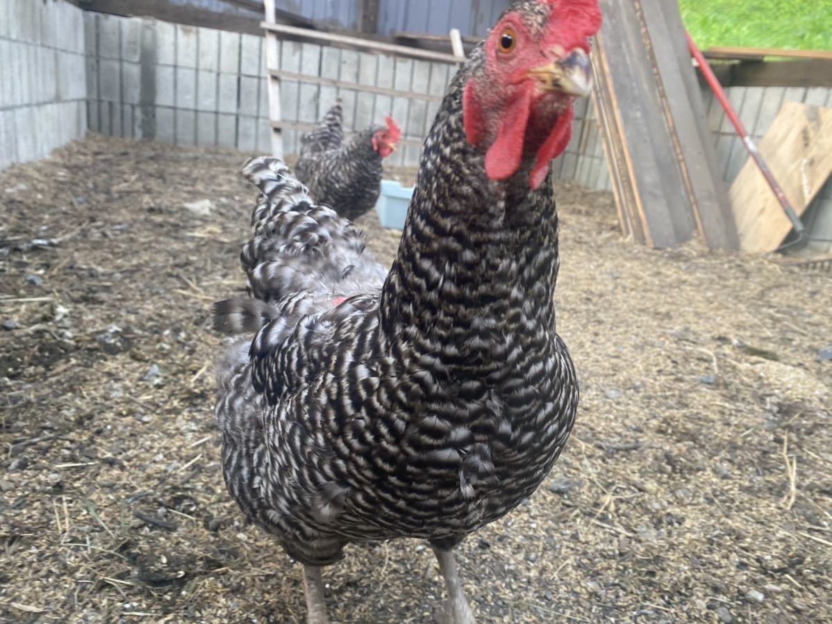 岡崎おうはん放し飼い有精卵20個_4