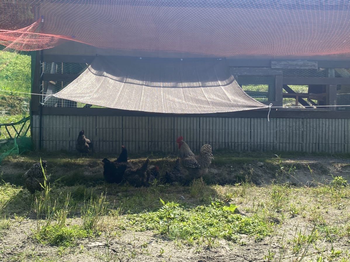 岡崎おうはん放し飼い有精卵20個_5