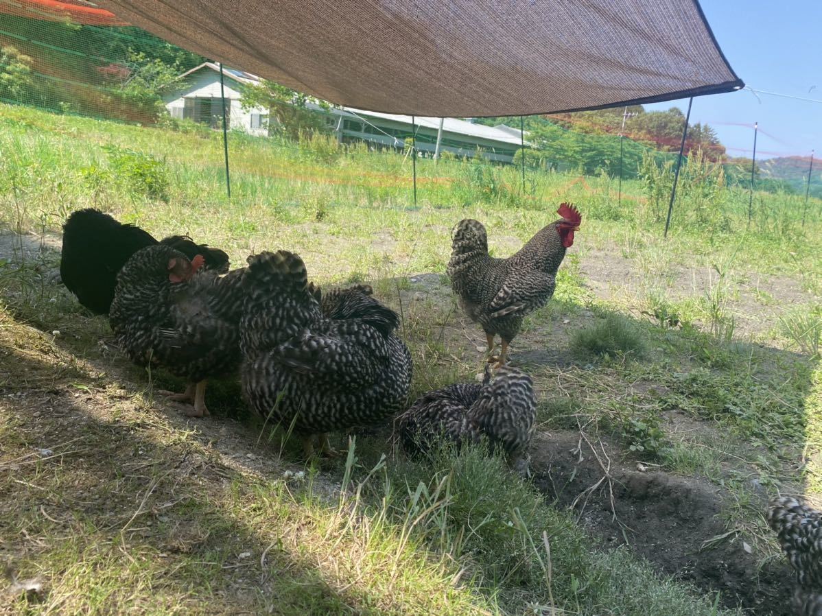 岡崎おうはん放し飼い有精卵20個_7