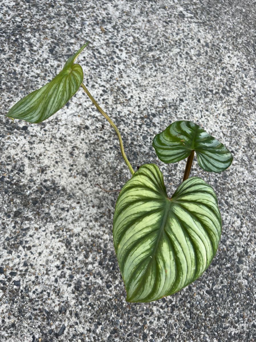 vandaka】レア philodendron plowmanii silver フィロデンドロン 
