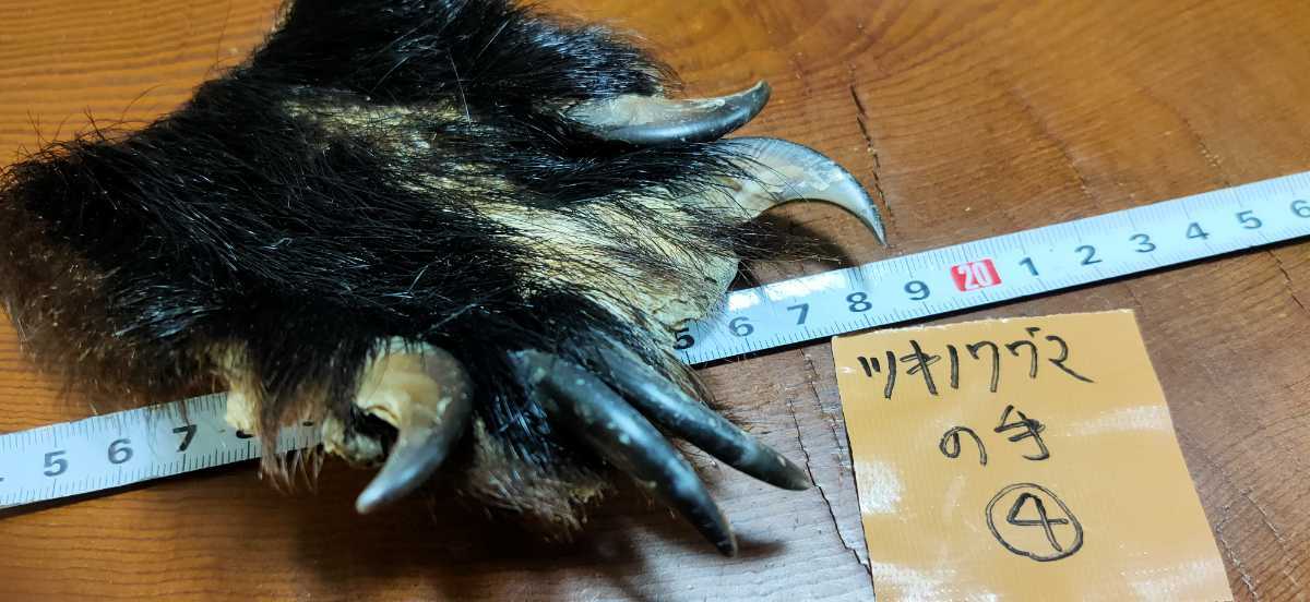 ○熊の手○ツキノワグマの手④ 指5本 月の輪熊 ベア―クロー 熊爪 爪 熊