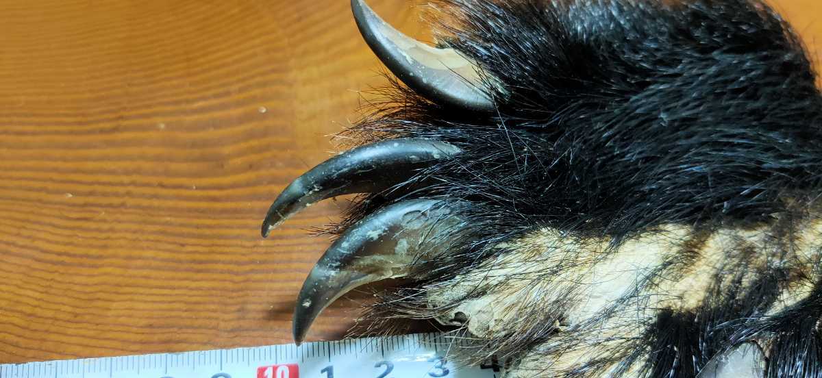 ○熊の手○ツキノワグマの手④ 指5本 月の輪熊 ベア―クロー 熊爪 爪 熊