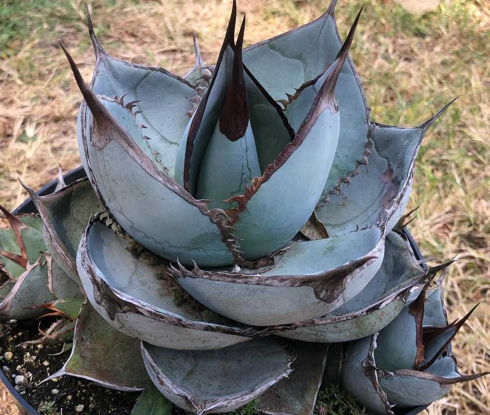 高品質 フォルクスワーゲン ポロ 9n 6r 中古 Tas Aga 14インチ 5 5j 40 5穴 新品 未使用 Zetro アイスエッジ 175 65r14 セット スタッドレス Lacistitis Es