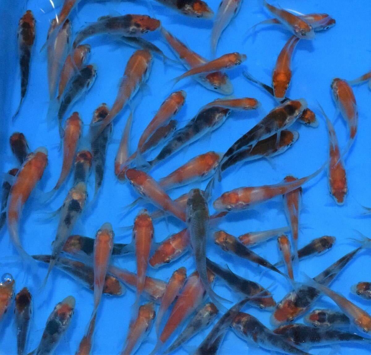 大量販売【錦鯉】稚魚20匹 (無選別)