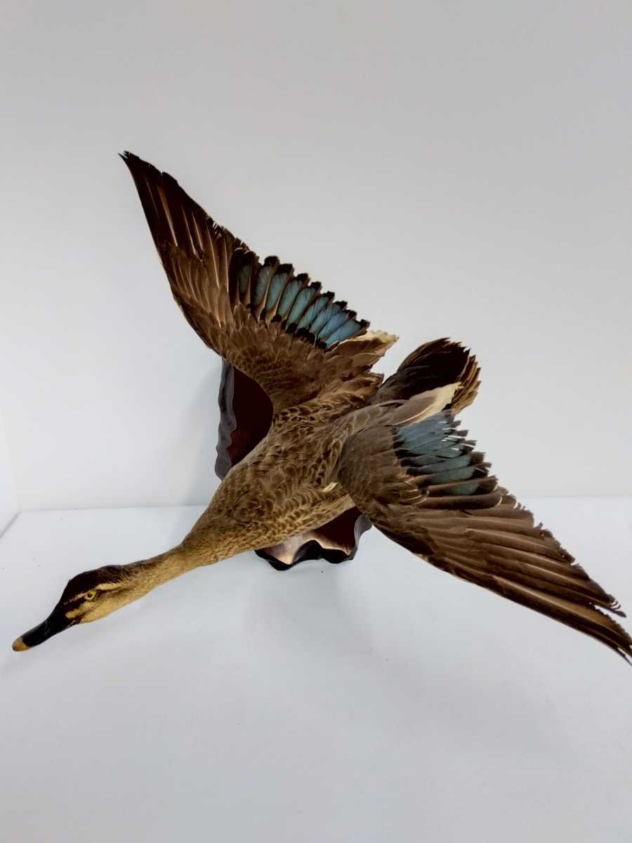カルガモ剥製 かも剥製 剥製 カルガモ かも 鳥類 壁掛け 羽広げ