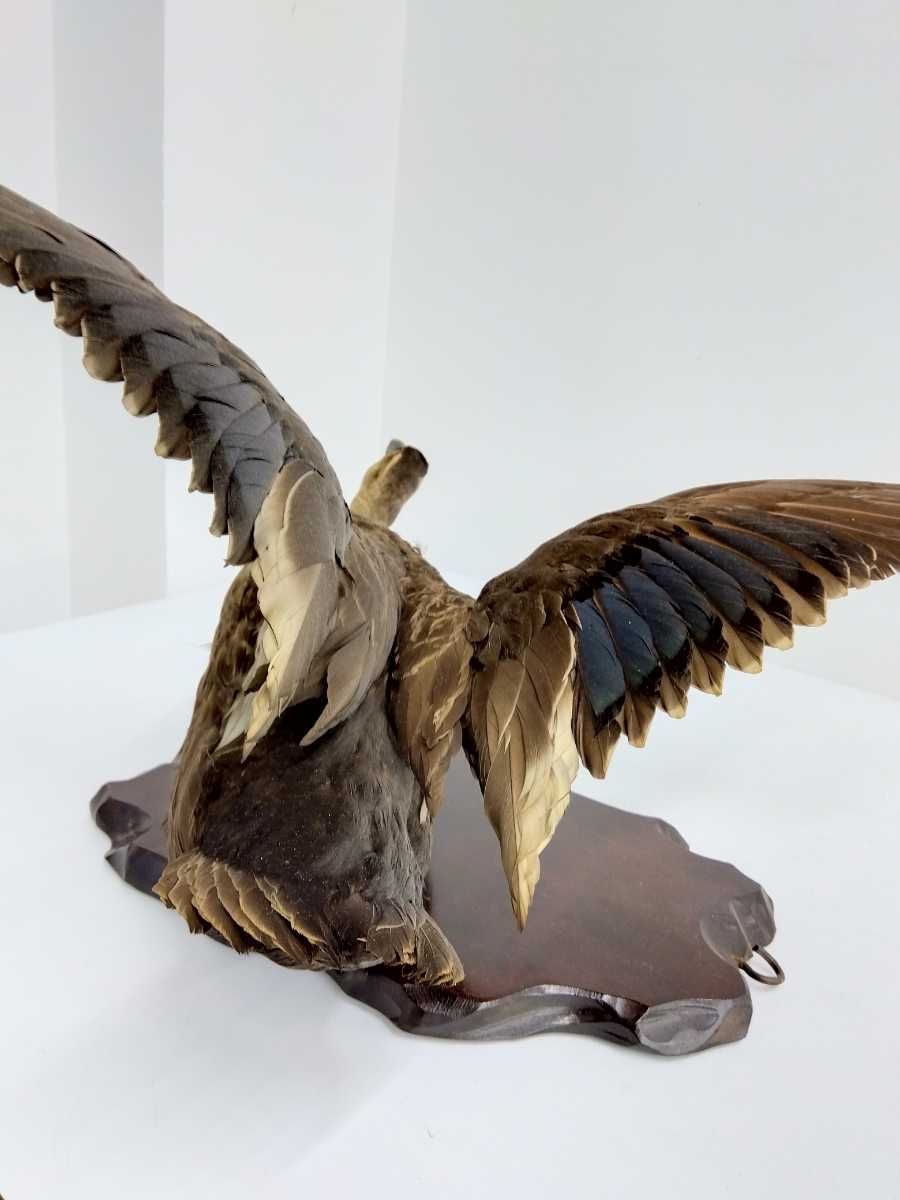 カルガモ剥製 かも剥製 剥製 カルガモ かも 鳥類 壁掛け 羽広げ