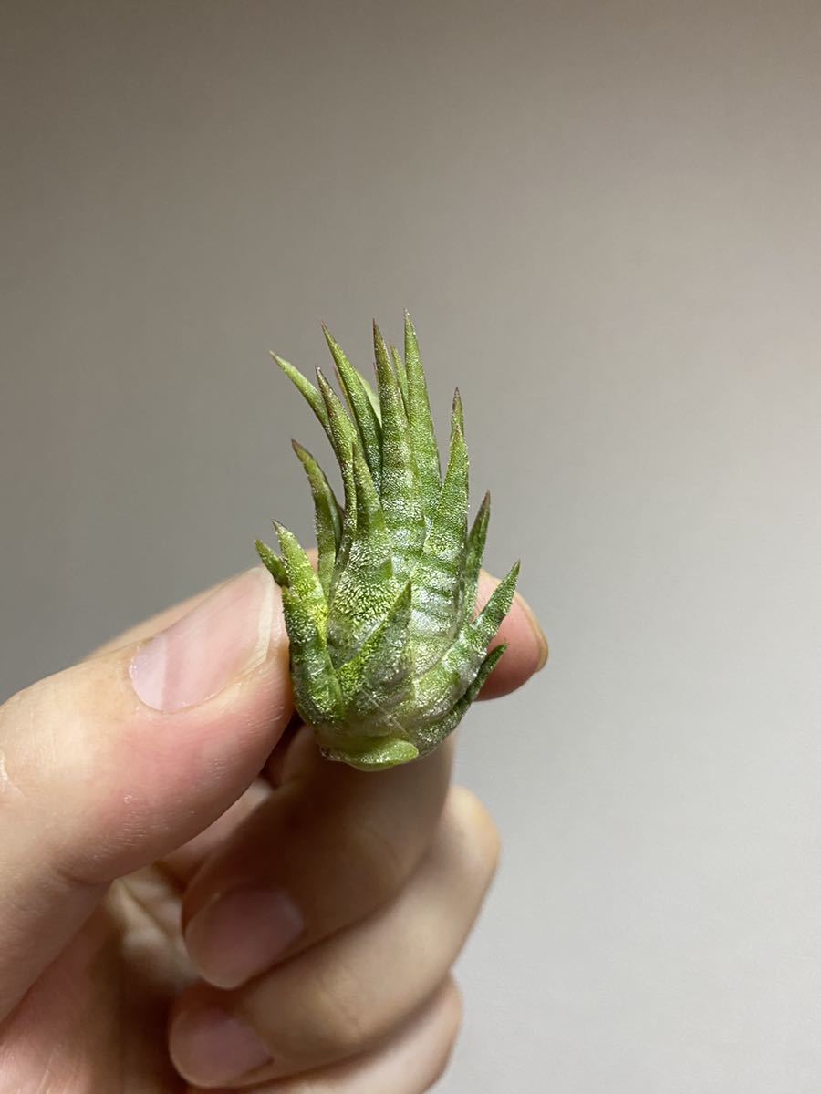 Tillandsia ionantha 'Mexican Zebra' | TSUM1947.BY