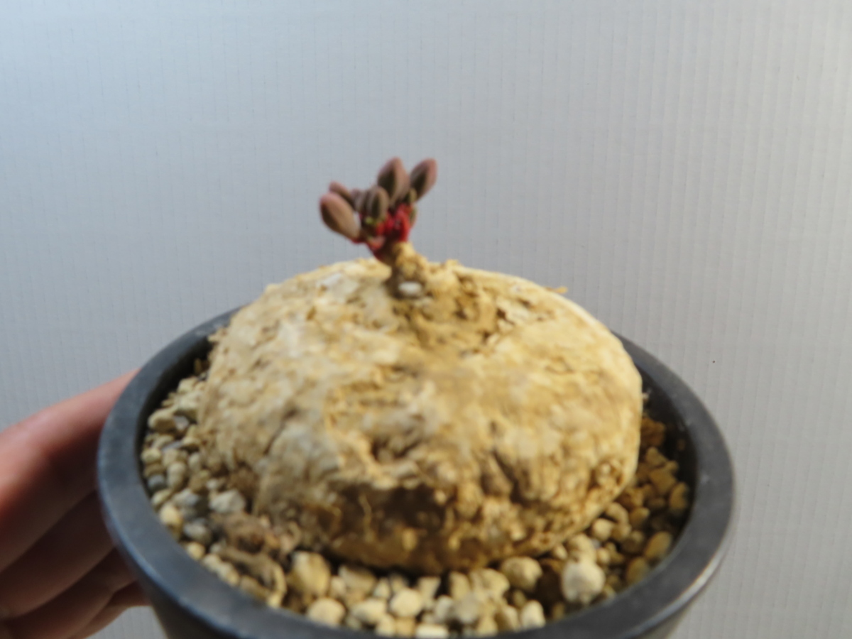 超特大 現地球 発根済み キフォステンマ マクロプス 山中勇人 y鉢付き