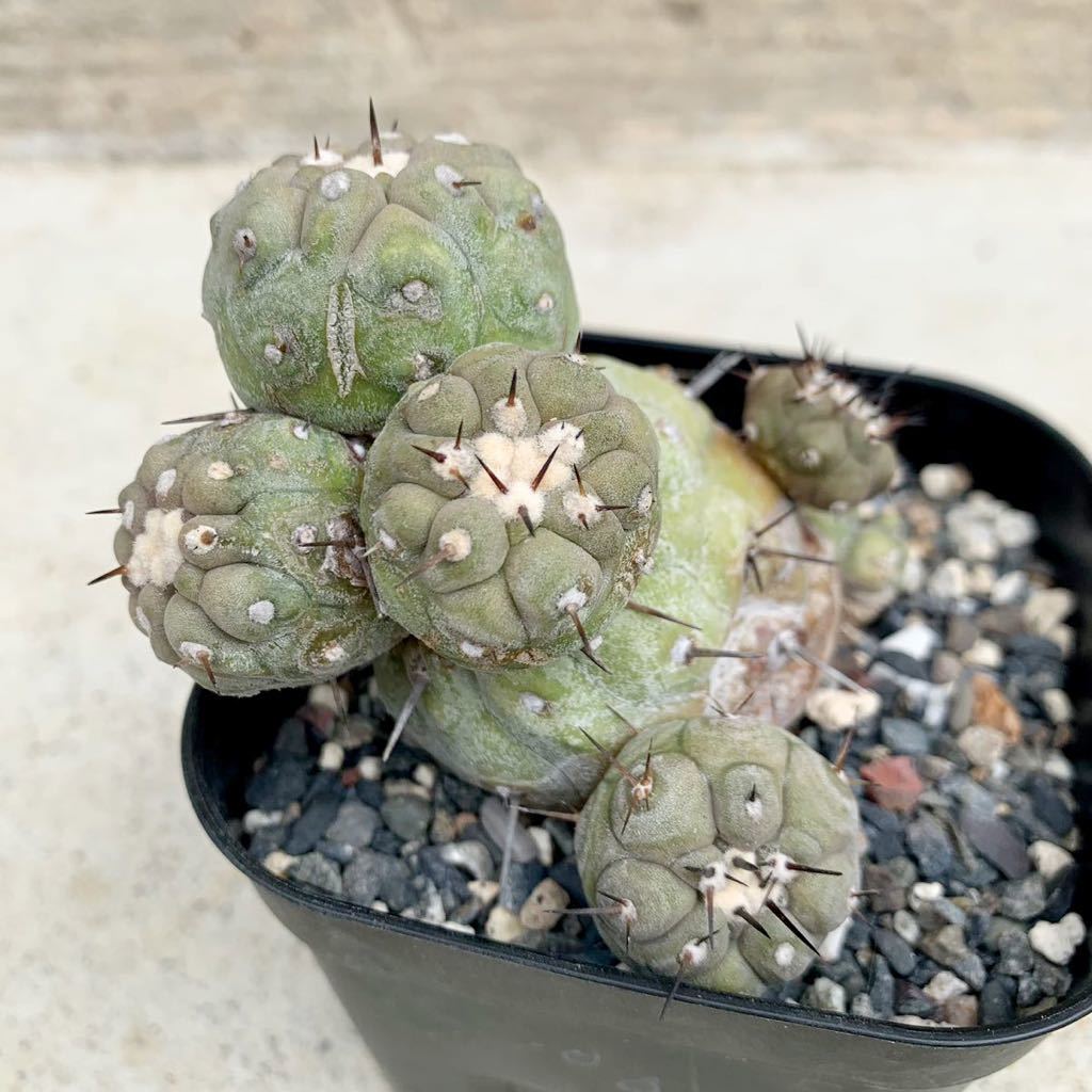 サボテン　黒王丸　輸入球カキコ 28・黒王丸 輸入球 現地球のカキコ・サボテン 多肉植物 コピアポア