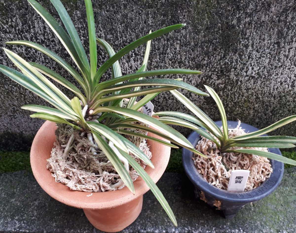 【至宝の逸品】富貴蘭　慶賀覆輪（株立ち） 至宝の逸品】富貴蘭 慶賀覆輪（株立ち） 富貴蘭・慶賀 □ サムライ