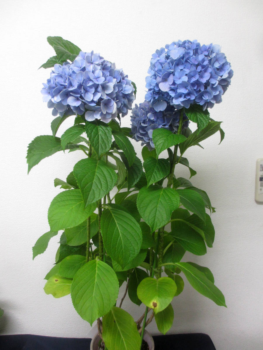 紫陽花 豪華暁光園 四種セット 紫陽花 豪華暁光園 四種セット