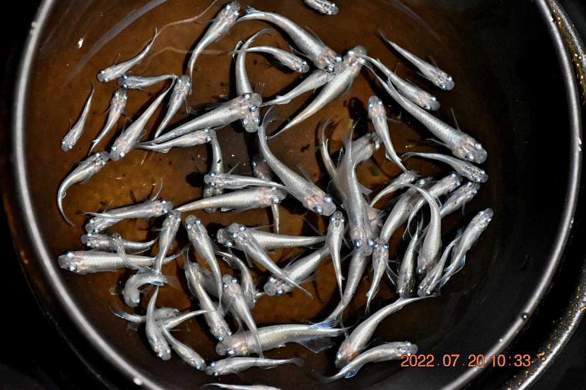 みゆきメダカの値段と価格推移は 187件の売買情報を集計したみゆきメダカの価格や価値の推移データを公開