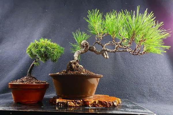 盆栽 貴風盆栽 黒松 懸崖作り 樹高22 5cm 小品盆栽 杜松の2点 棚出し 松 売買されたオークション情報 Yahooの商品情報をアーカイブ公開 オークファン Aucfan Com 盆栽 貴風盆栽 黒松 懸崖作り 樹高22 5cm 小品盆栽 杜松の2点 棚出し 松 売買されたオークション情報 Yahooの商品情報をアーカイブ公開 オークファン Aucfan Com