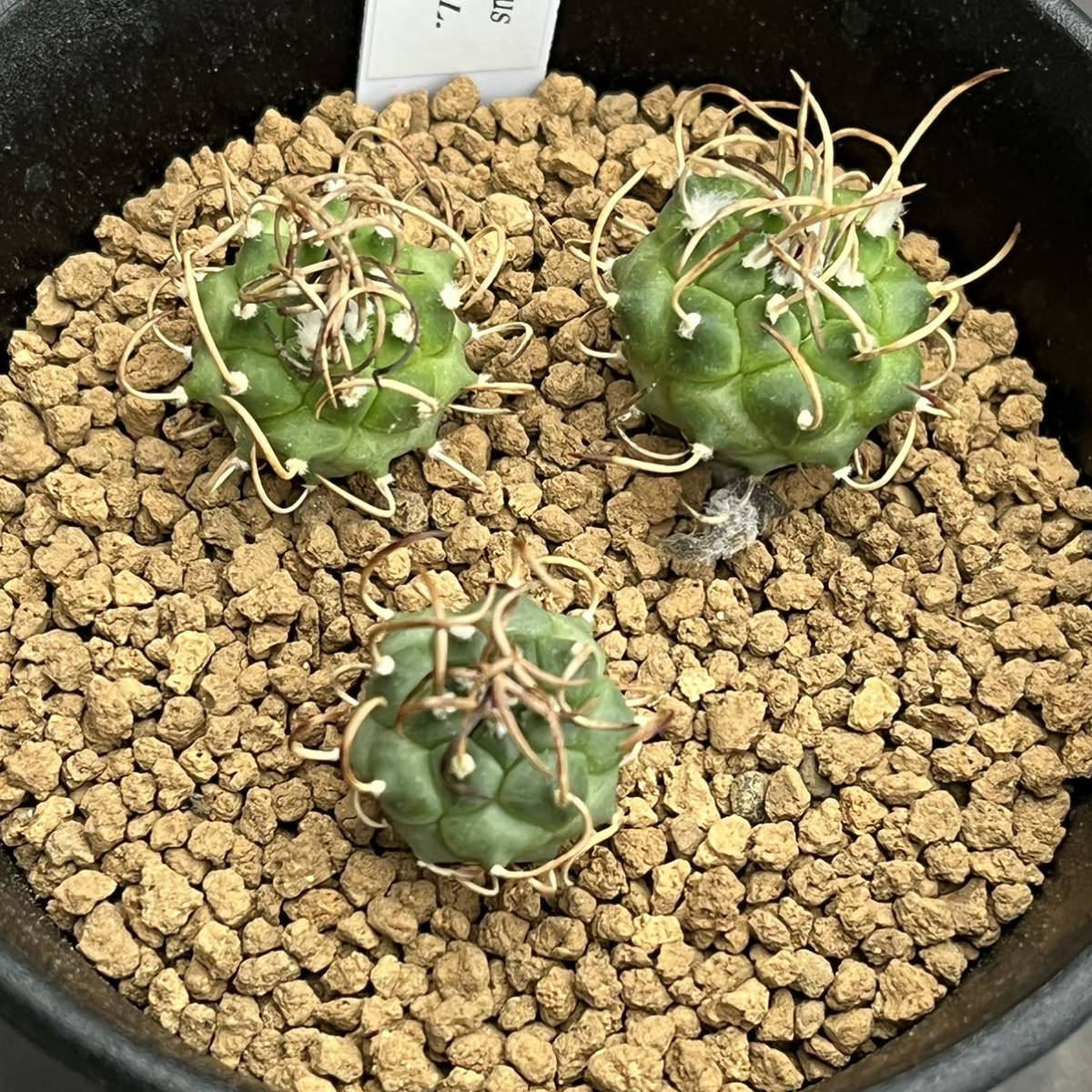 奈研 サボテン 多肉植物 865 Turbinicarpus ellisae Bl Piltz3253