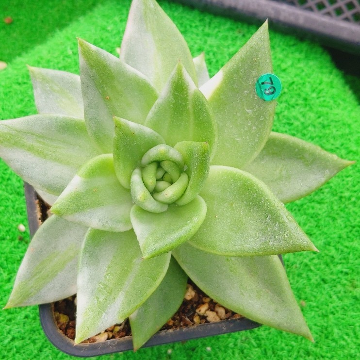 0725-G179 Elkhorn(錦) エケベリア 多肉植物 韓国苗 宝花農園 0725