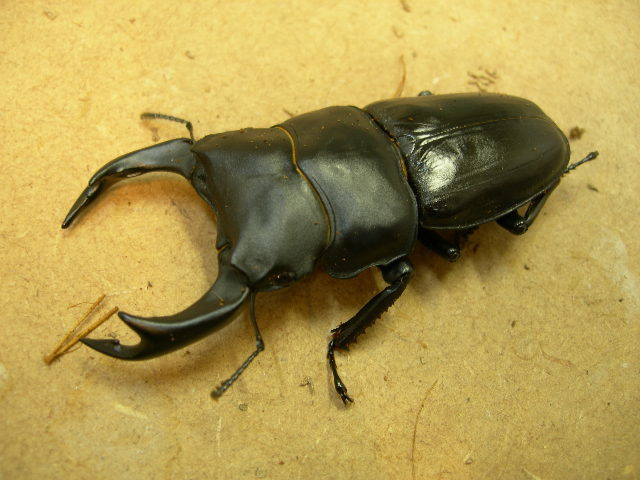 オオクワガタ 能勢SR血統 ♂1♀1・・・その7 ⭐︎ご商談中です♂85 オオクワガタ 能勢SR血統 ♂1♀1・・・その7 ⭐︎ご商談中です♂85