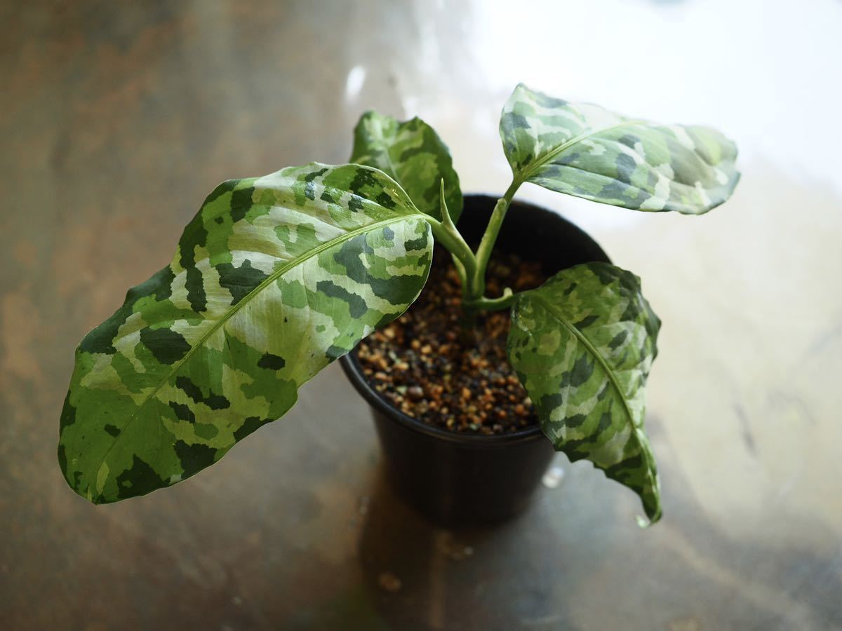 アグラオネマ　アンダマン　Aglaonema　Pictum　Tricolor　”ANDAMAN”　Port　Blair北部地域産