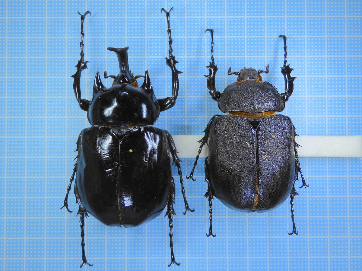 アルゼンチン産　ヤヌスアルゼンチヌス　ペア　78-65mm