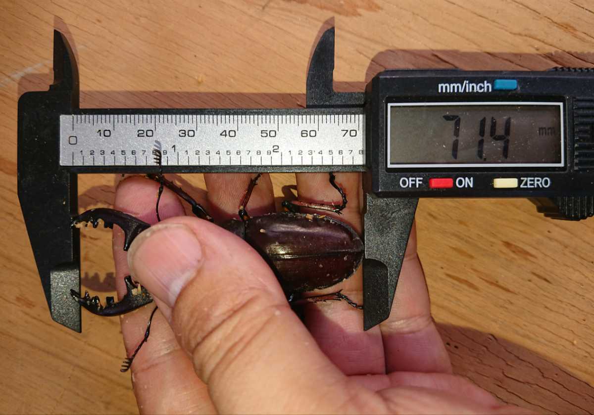 定番，SALE 標本向け 今シーズン最大個体 淡路島産ミヤマクワガタ♂71.4mm♀40.0mm(国産)｜売買されたオークション情報、yahooの商品情報をアーカイブ公開 - オークファン 国産