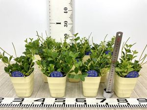 ペペロミアのヤフオク の相場 価格を見る ヤフオク のペペロミアのオークション売買情報は47件が掲載されています