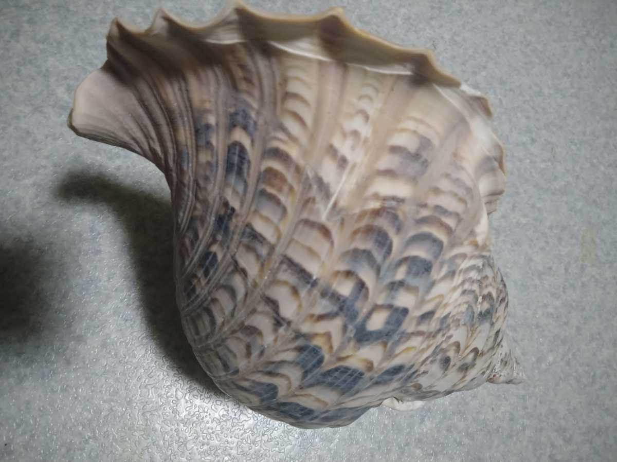 特大 法螺貝 ホラ貝 全長約37cm 重量約1.3kg : 三島屋楽器 法螺貝 