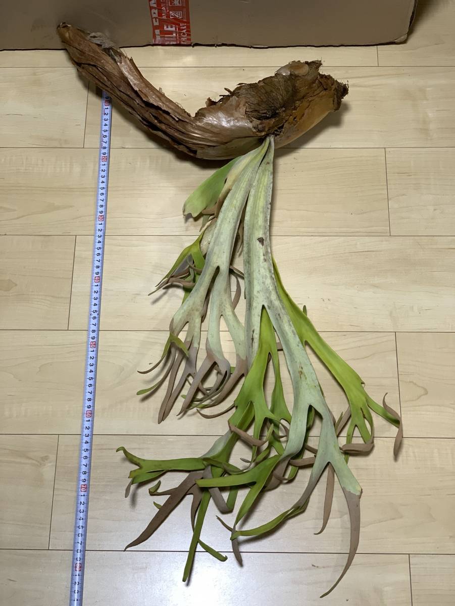 10 Platycerium willinckii finger dancer (Kintamani， Bali， Indonesia / wild) [現地株 未馴化 抜き苗 プラティケリウム]