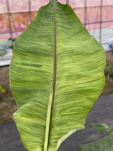 斑入りミニバナナ　希少バナナ苗14 斑入りミニバナナ 希少バナナ苗14 斑入りミニバナナ 希少バナナ苗14