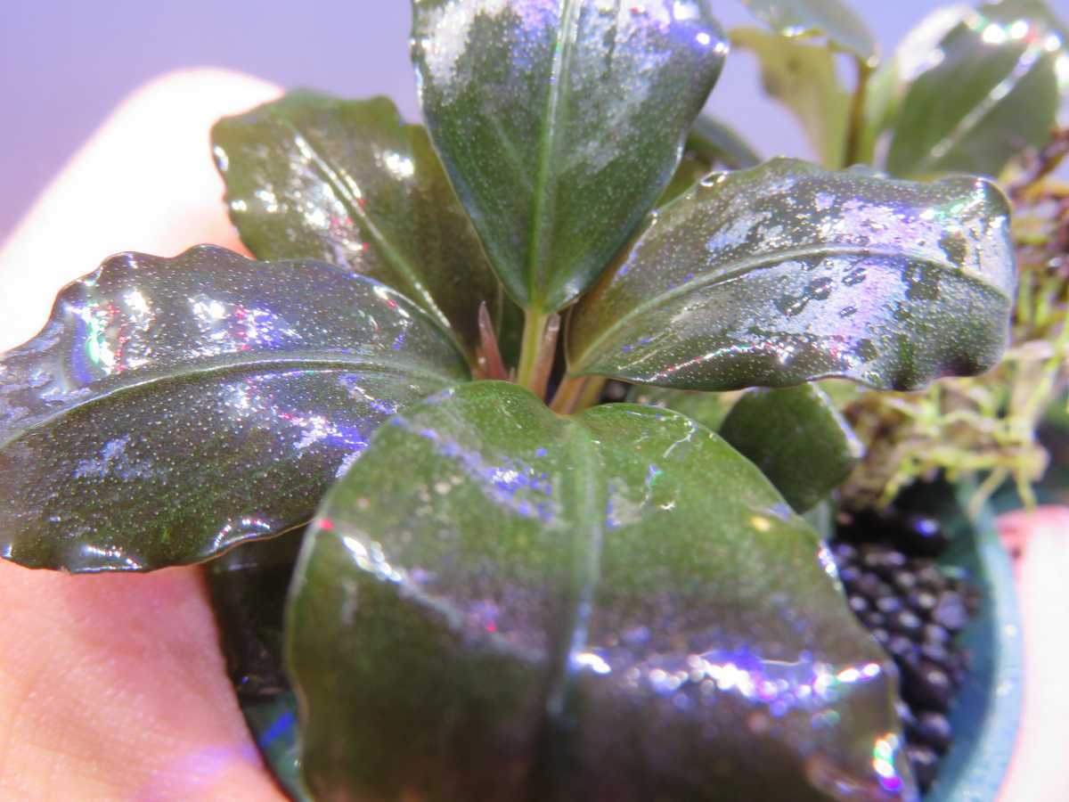 ブセファランドラ Bucephalandra Black sp. Pearl - sp | Gray