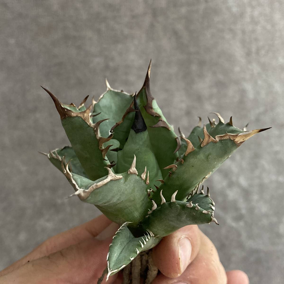 チタノタ アガベ 姫厳竜 titanota Agave – 姫巌竜 ⁄ ｜アガベ 姫厳竜