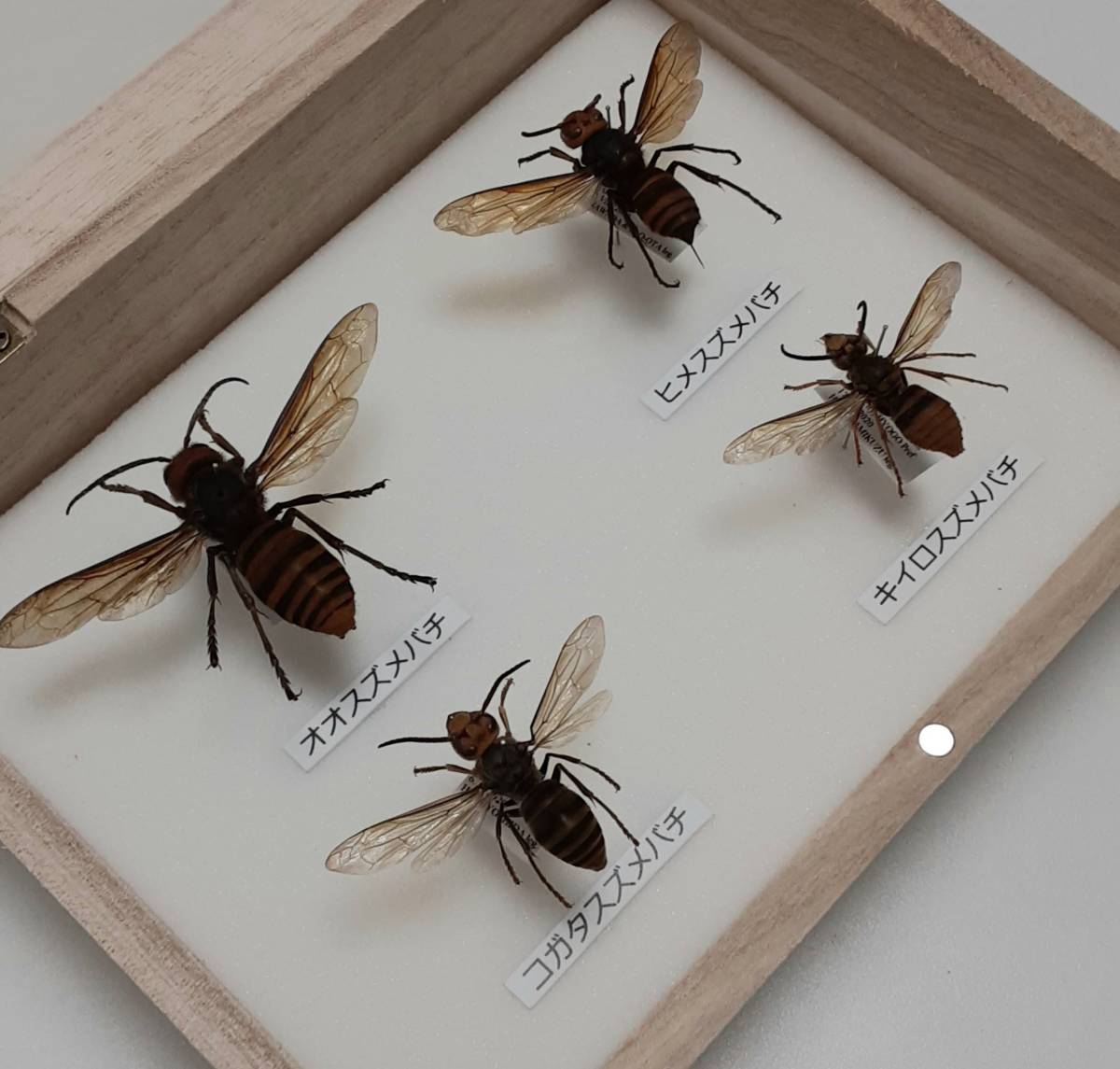 標本 オオスズメバチの値段と価格推移は 24件の売買情報を集計した標本 オオスズメバチの価格や価値の推移データを公開