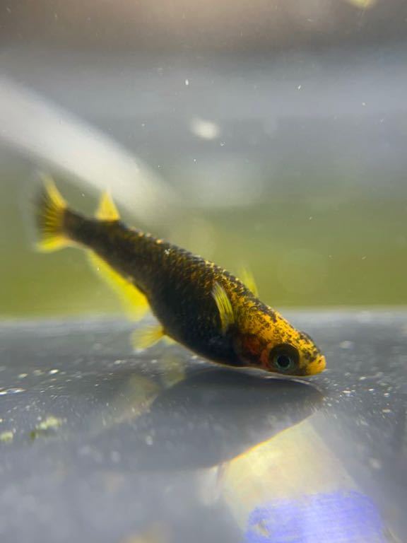 むぎちゃんめだか】炎 1ペア+♂1 極上 若魚 チャチャめだか様直系 五式 