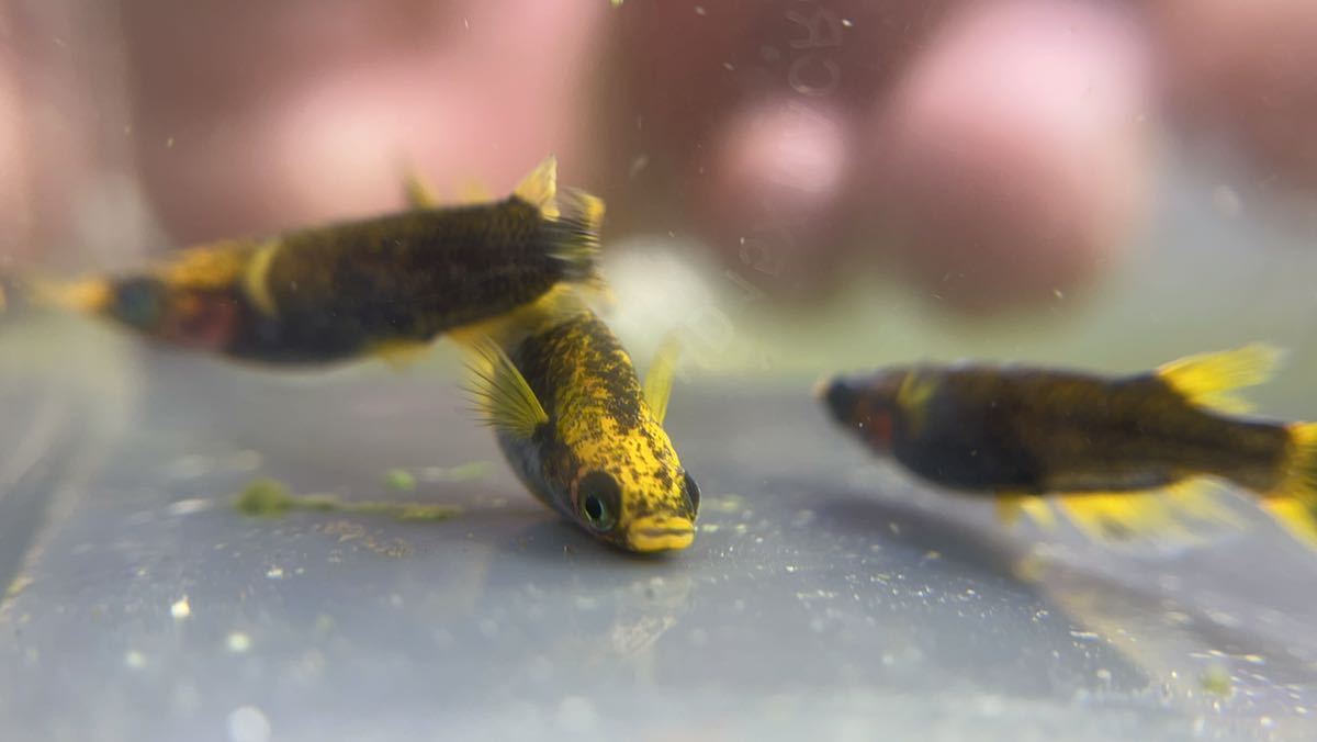 むぎちゃんめだか】炎 1ペア+♂1 極上 若魚 チャチャめだか様直系 五式 