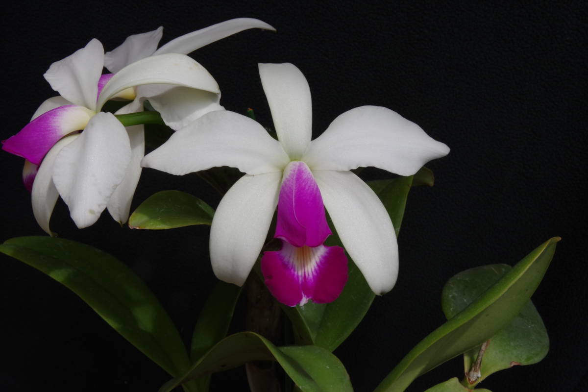 原種　洋蘭　C.violacea semi-alba
