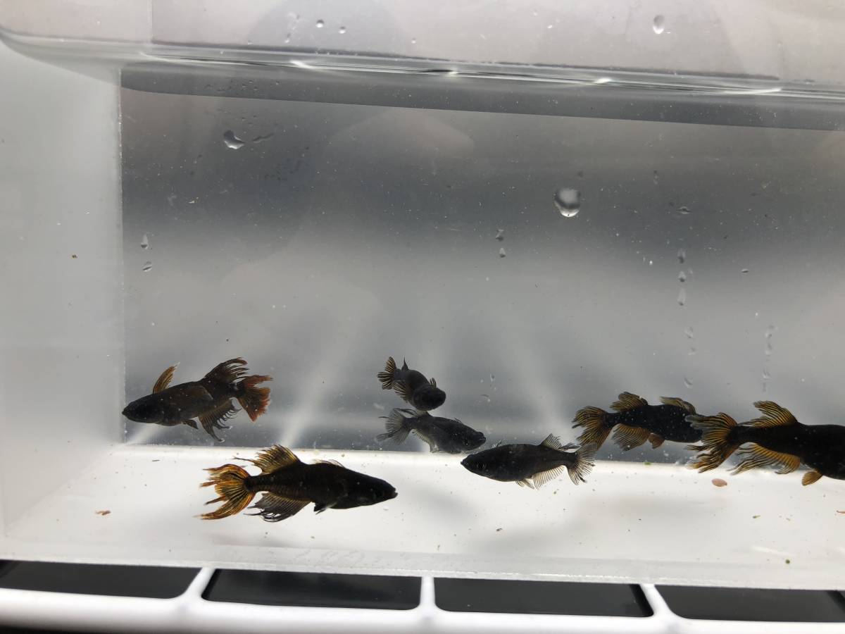 魚類、水生生物 【めだかステージ / M・stage】 ②ブラックカイザー 
