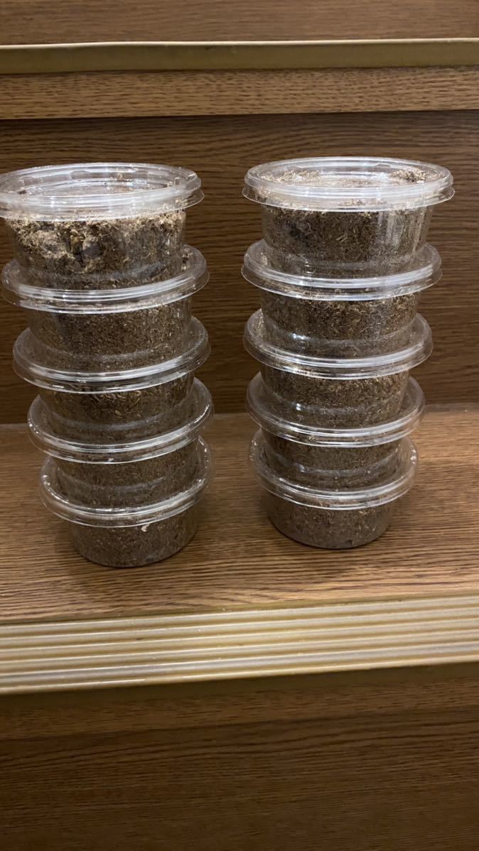  能勢YG血統オオクワガタ幼虫10匹セット(国産)｜売買されたオークション情報、yahooの商品情報をアーカイブ公開 - オークファン 国産