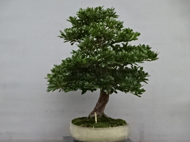 さつき 深山満月の盆栽を販売｜盆栽妙 お薦め 小品サイズ素材 極上小品