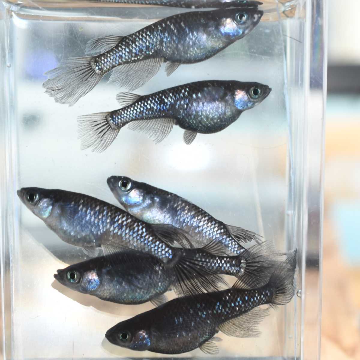 黒ラメ 稚魚 20匹 静楽庵血統黒ラメ幹之サファイア背びれ無し